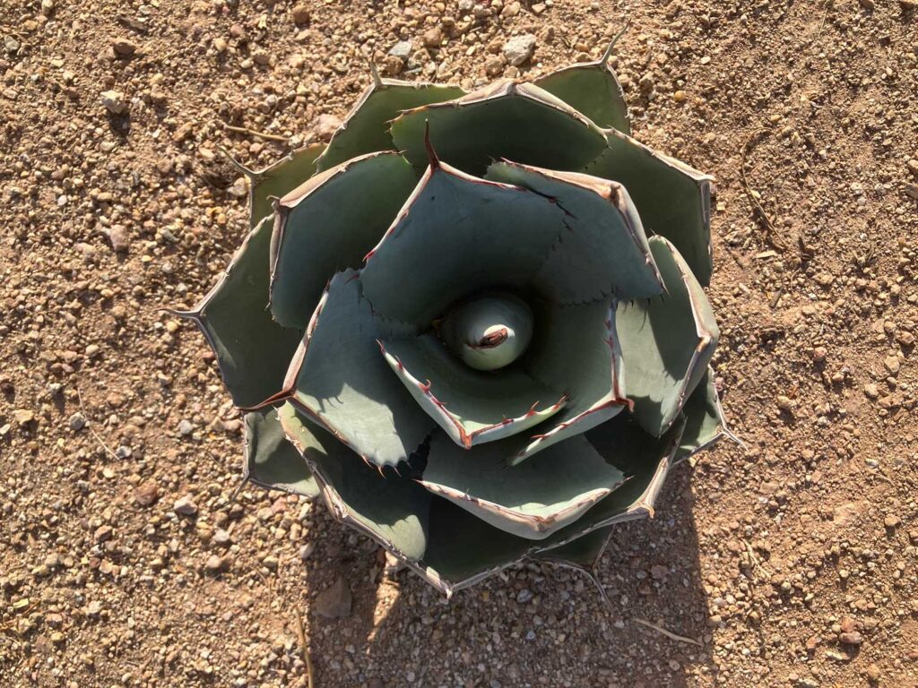 image of a Dwarf Butterfly Agave (Agave isthmensis)