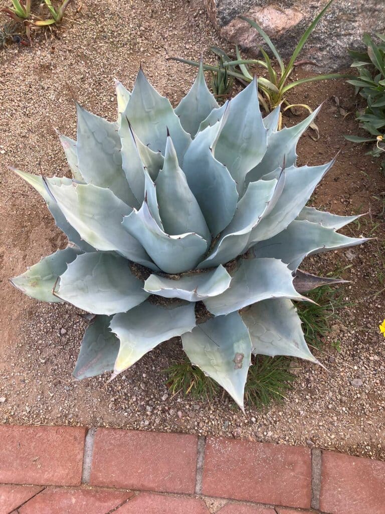 Whale's tongue (Agave ovatifolia)