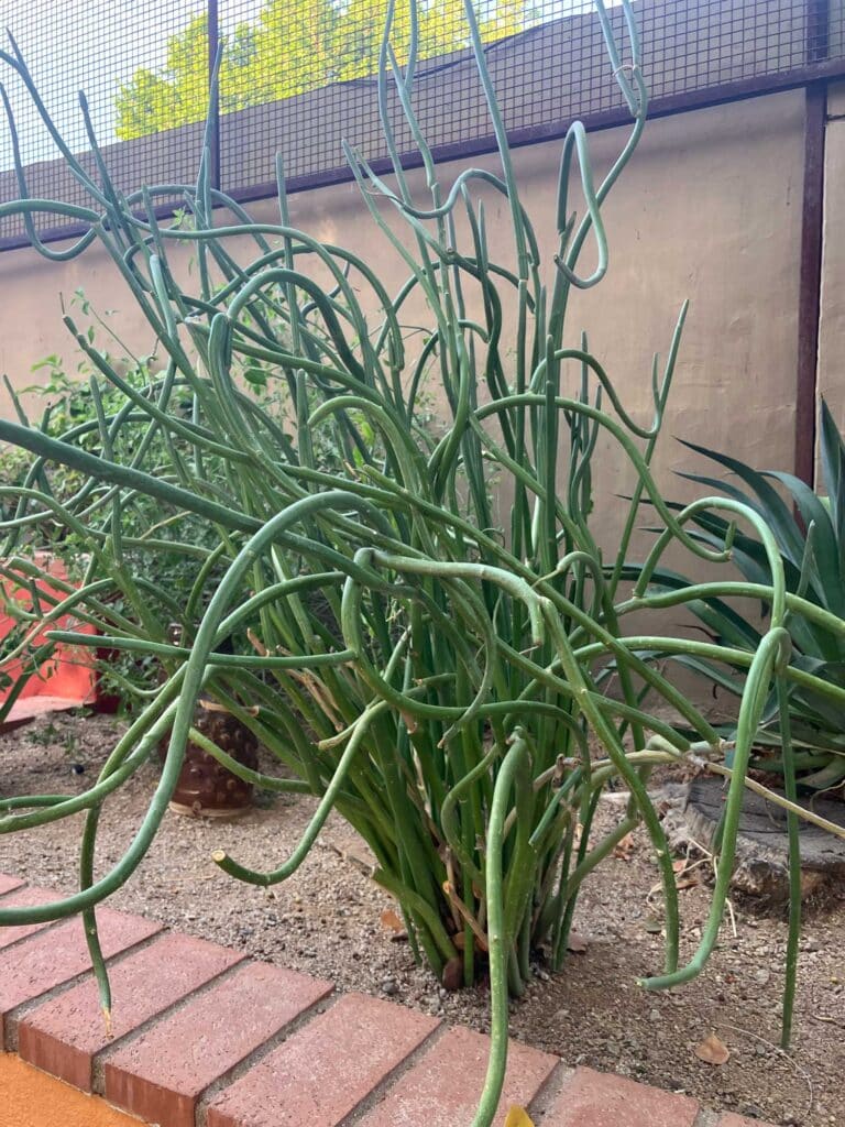 Succulent with medium-green stems that are usually leafless. Small red-orange flowers at the tip and attract hummingbirds.