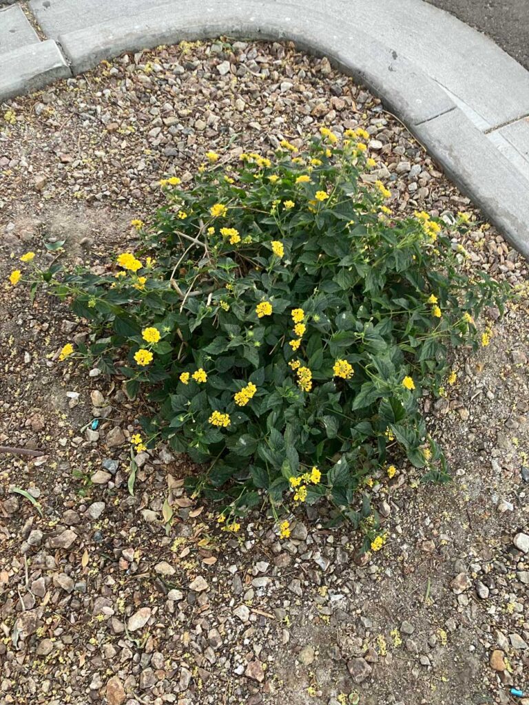 Bush Lantana is a green leafed, yellow-flowering plant.This plant produces prolific flower clusters in an array of colors—yellow, orange, fuchsia, pink, white, and many multicolor varieties. Many hybrids are available. This nonstop bloomer produces flowers from early spring until the first frost.