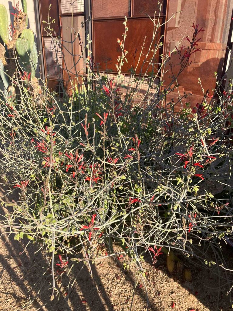 Chuparosa (Justicia californica)
