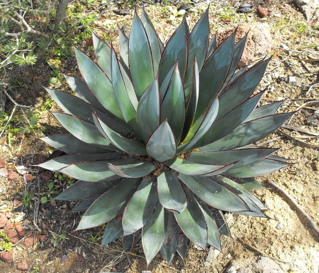 Blue Glow Agave, (A cross between Agave ocahui and Agave attenuata), blue Glow is a hybrid that...