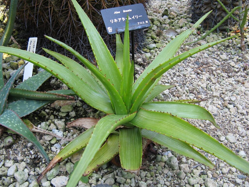 South African Aloe, (Aloe lineata), a tall, single-stemmed aloe known for its distinctive lined...