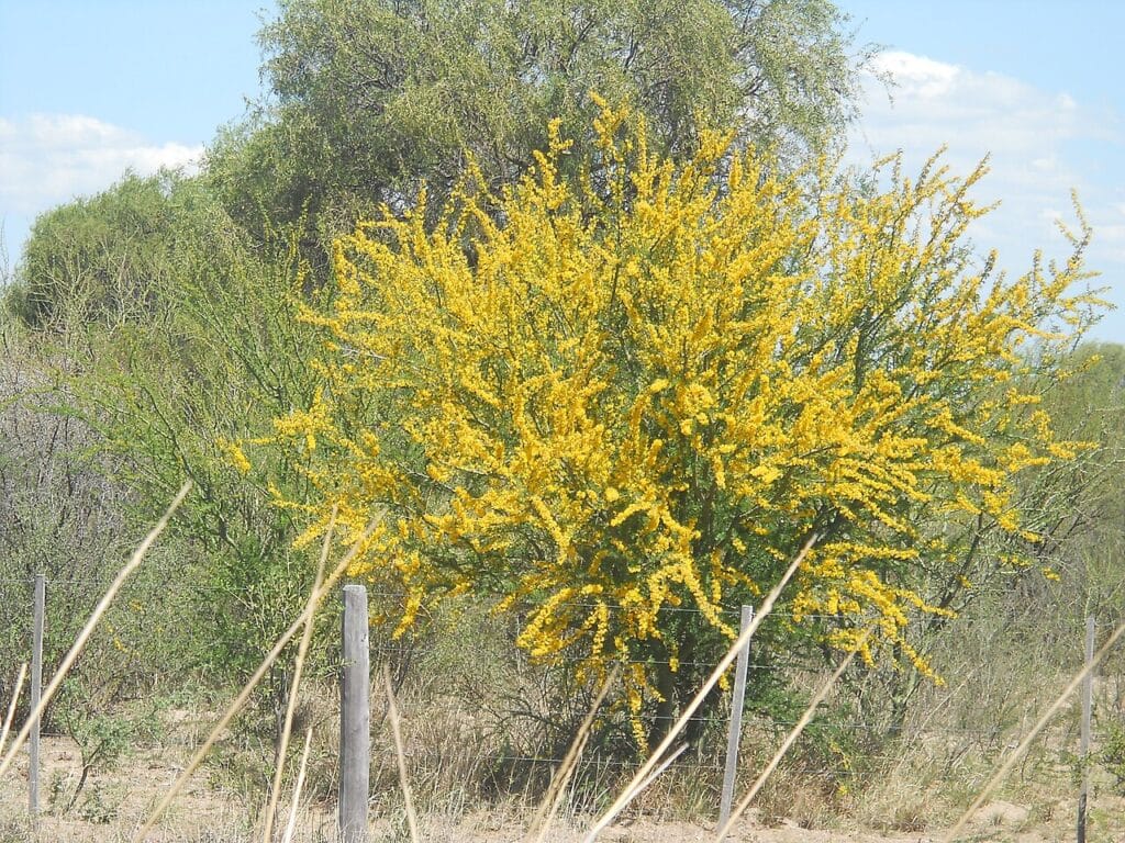 Palo Brea Tree, (Parkinsonia praecox), a striking, fast-growing deciduous tree native to Mexico...