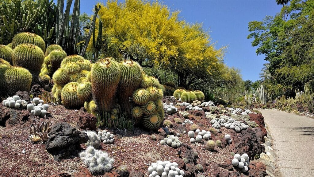 Blue Palo Verde Tree, (Parkinsonia florida), a fast-growing, deciduous desert tree native to the...