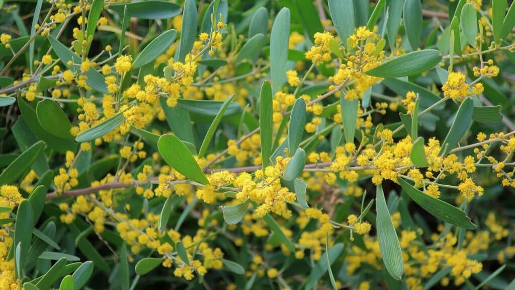 Trailing Acacia, (Acacia redolens), evergreen groundcover shrub with dense, trailing habit.