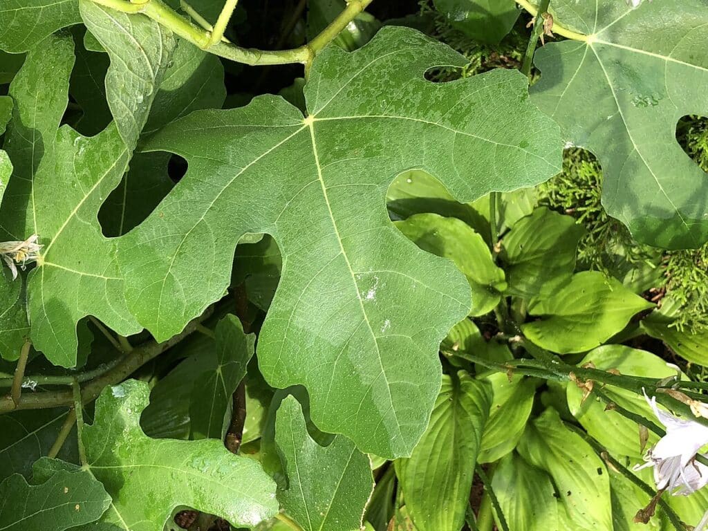 Chicago Hardy Fig, (Ficus carica 'Chicago Hardy'), a cold-tolerant deciduous fig tree that...