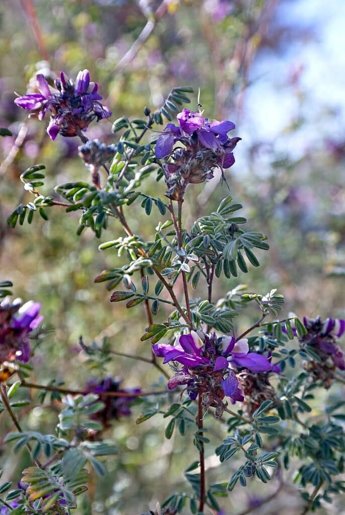 Black Dalea, (Dalea frutescens), a low-growing, mounding shrub native to the Chihuahuan Desert...