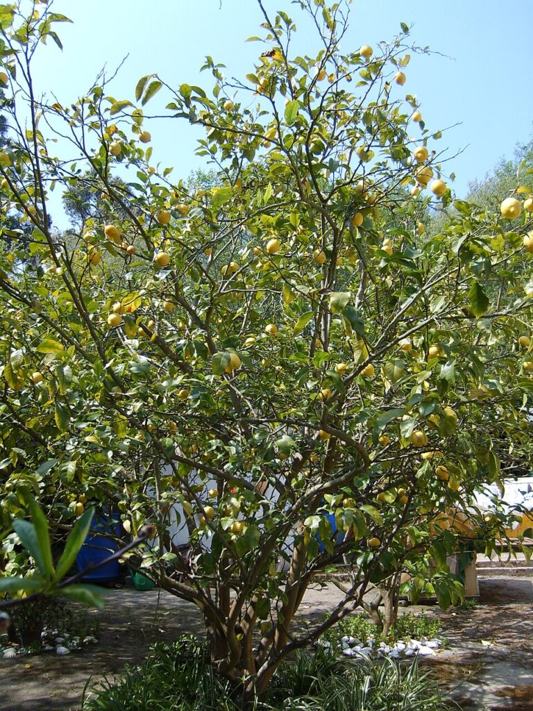 Lemon Tree, (Citrus limon), a small to medium-sized evergreen tree known for its glossy green...