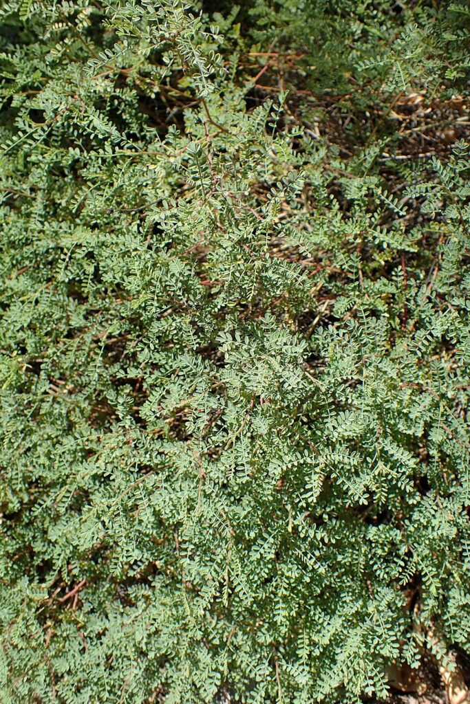 Lemon Dalea, (Dalea capitata), small, airy, semi-evergreen shrub with fine, feathery green...