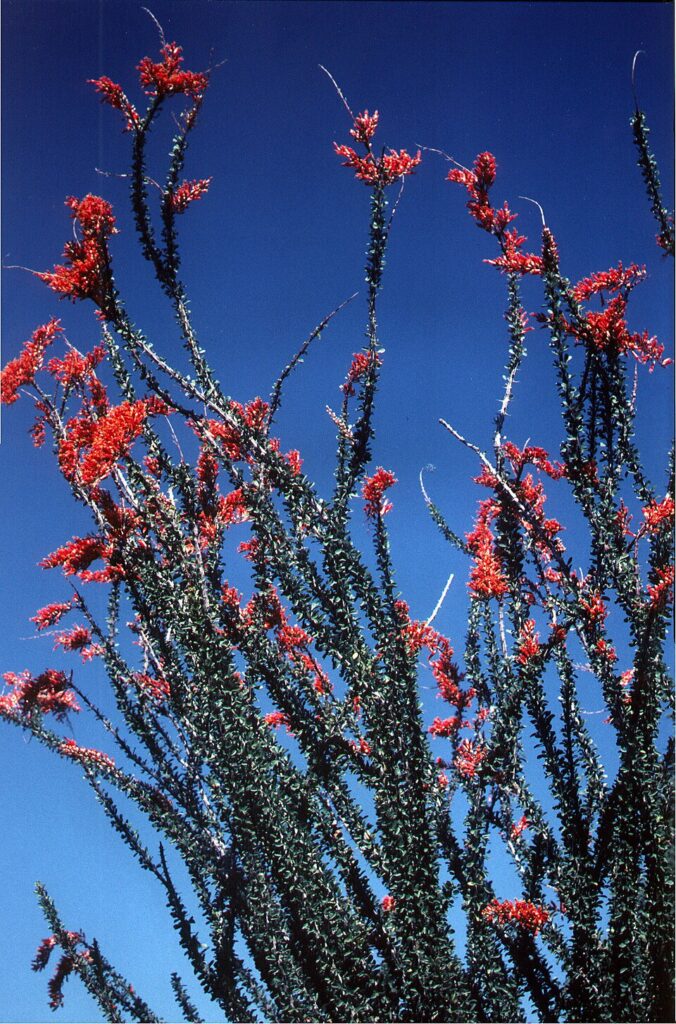 Ocotillo, (Fouquieria splendens), a tall, spiny desert shrub with multiple upright, whip-like stems.