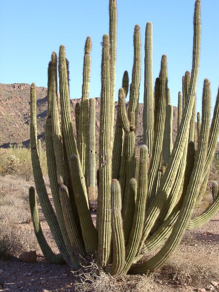 Organ Pipe Cactus, (Stenocereus thurberi), the Organ Pipe Cactus is a multi-stemmed, columnar...