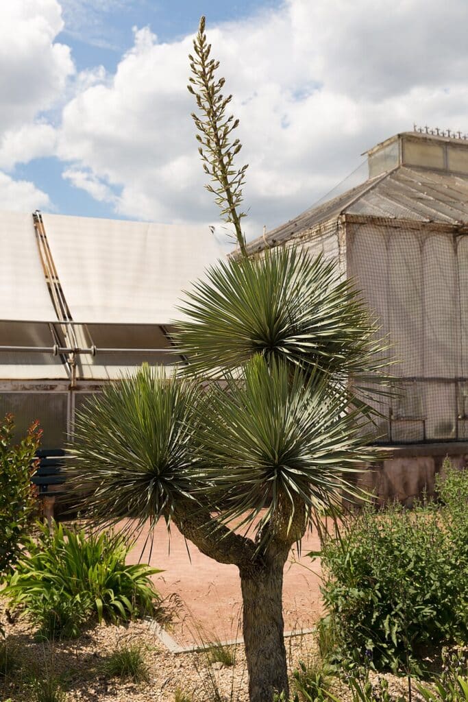 Spanish Dagger, (Yucca gloriosa), a striking, trunk-forming yucca native to the southeastern U.S.