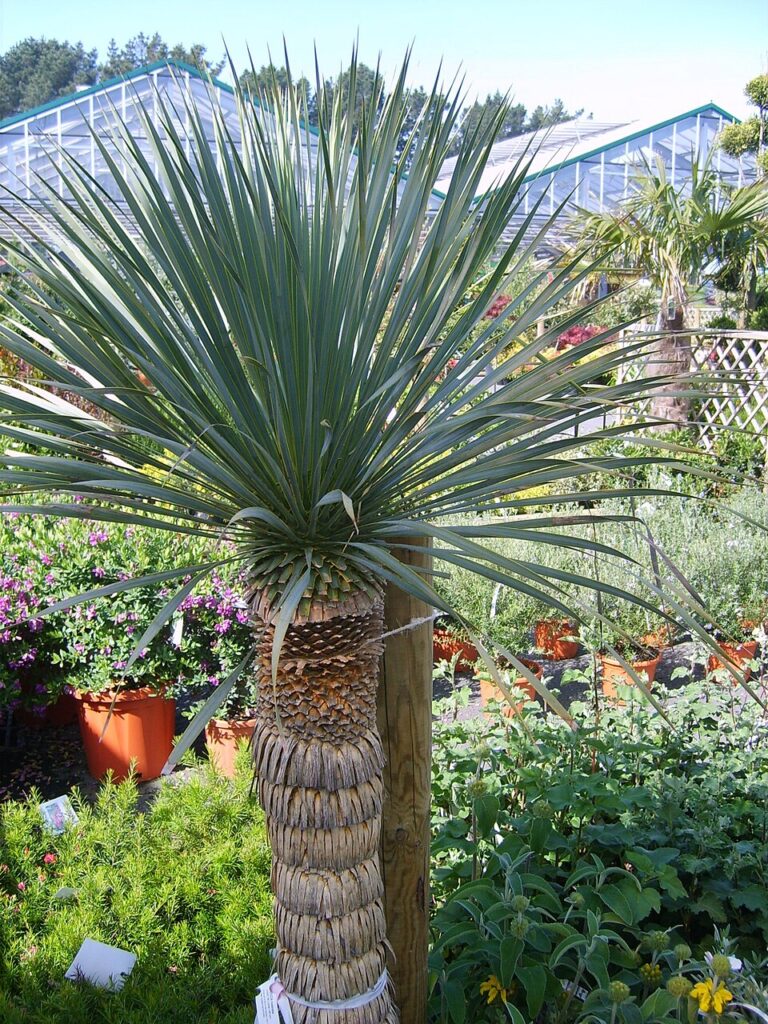 Beaked Yucca, (Yucca rostrata), an architecturally elegant yuccas, known for its dense crown of...