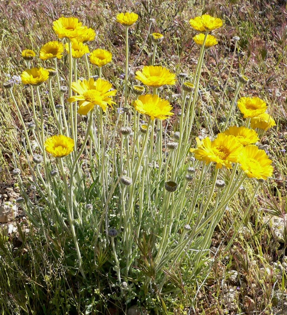 Desert Marigold, (Baileya multiradiata), clumping, short-lived perennial or biennial with...
