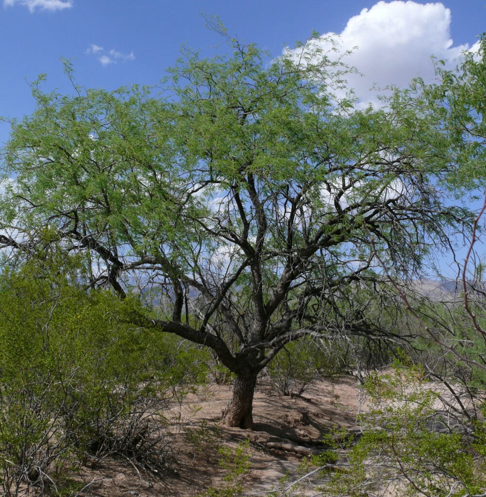 Velvet Mesquite Tree, (Prosopis velutina), a native Sonoran Desert tree known for its...